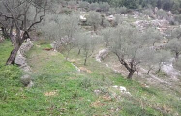 Land for sale in batroun